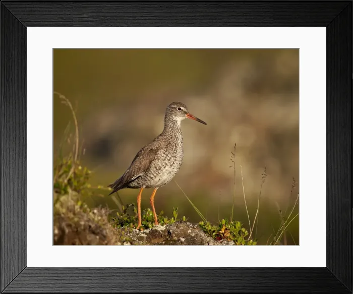 Framed Print : Common Redshank (Redshank) (Tringa totanus), Lake Myvatn, Iceland, Polar Regions Framed Print : Common Redshank (Redshank) (Tringa totanus), Lake Myvatn, Iceland, Polar Regions