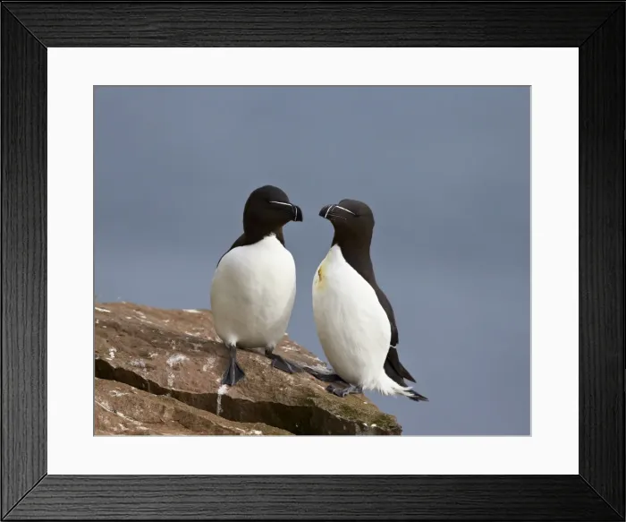 Framed Print : Razorbill (Alca torda) pair, Iceland, Polar Regions Framed Print : Razorbill (Alca torda) pair, Iceland, Polar Regions