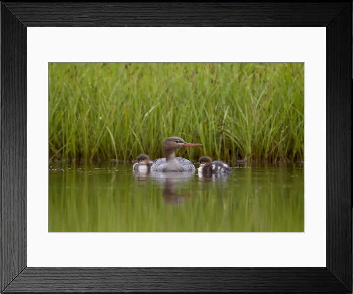 Framed Print : Red-Breasted Merganser (Mergus serrator) with two chicks, Iceland, Polar Regions Framed Print : Red-Breasted Merganser (Mergus serrator) with two chicks, Iceland, Polar Regions