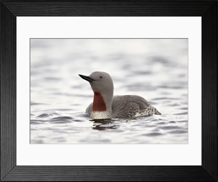 Framed Print : Red-Throated Diver (Red-Throated Loon) (Gavia stellata), Iceland, Polar Regions Framed Print : Red-Throated Diver (Red-Throated Loon) (Gavia stellata), Iceland, Polar Regions