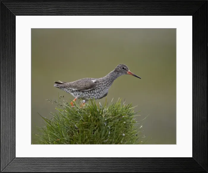 Framed Print : Common Redshank (Redshank) (Tringa totanus), Lake Myvatn, Iceland, Polar Regions Framed Print : Common Redshank (Redshank) (Tringa totanus), Lake Myvatn, Iceland, Polar Regions