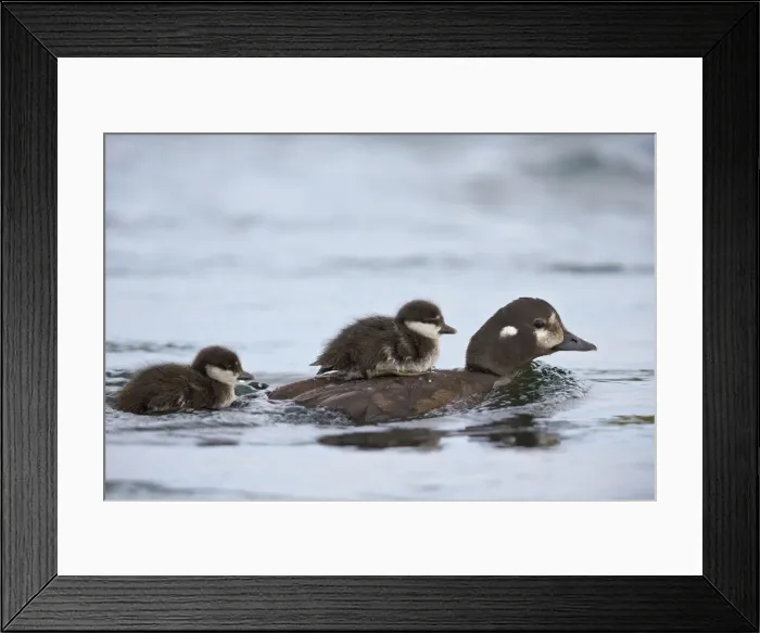 Framed Print : Harlequin Duck (Histrionicus histrionicus) duckling riding on its mothers back, Lake Myvatn, Iceland, Polar Regions Framed Print : Harlequin Duck (Histrionicus histrionicus) duckling riding on its mothers back, Lake Myvatn, Iceland, Polar Regions
