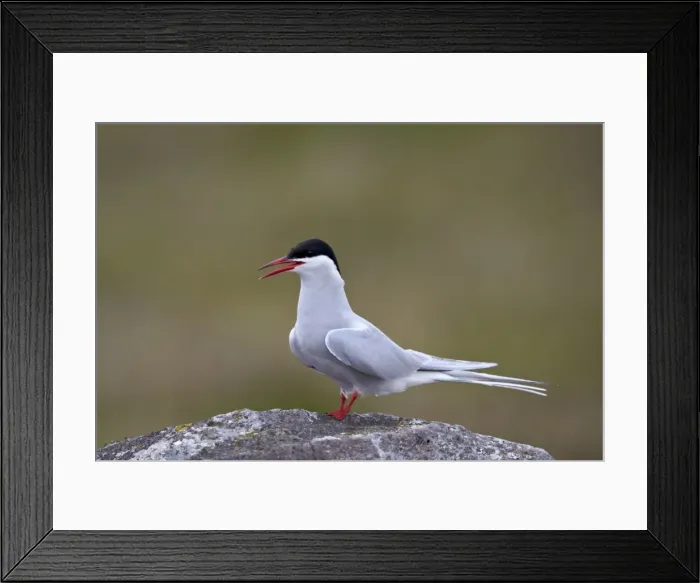 Framed Print : Arctic Tern (Sterna paradisaea), Iceland, Polar Regions