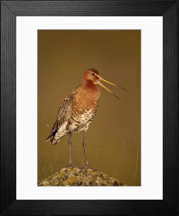 Framed Print : Black-Tailed Godwit (Limosa limosa), Lake Myvatn, Iceland, Polar Regions Framed Print : Black-Tailed Godwit (Limosa limosa), Lake Myvatn, Iceland, Polar Regions