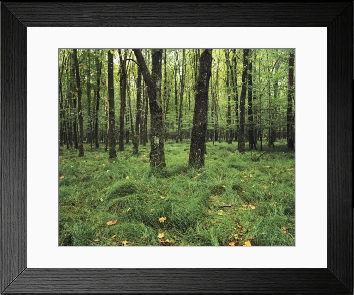 Framed Print : Forest in nature park Schonbuch, Tubingen, Baden Wurttemberg, Germany, Europe Framed Print : Forest in nature park Schonbuch, Tubingen, Baden Wurttemberg, Germany, Europe