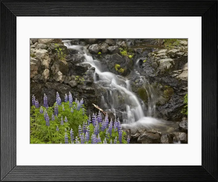 Framed Print : Cascade with lupines, Iceland, Polar Regions Framed Print : Cascade with lupines, Iceland, Polar Regions