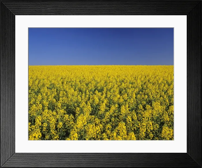 Framed Print : Rape field in spring, Tubingen, Baden Wurttemberg, Germany, Europe Framed Print : Rape field in spring, Tubingen, Baden Wurttemberg, Germany, Europe