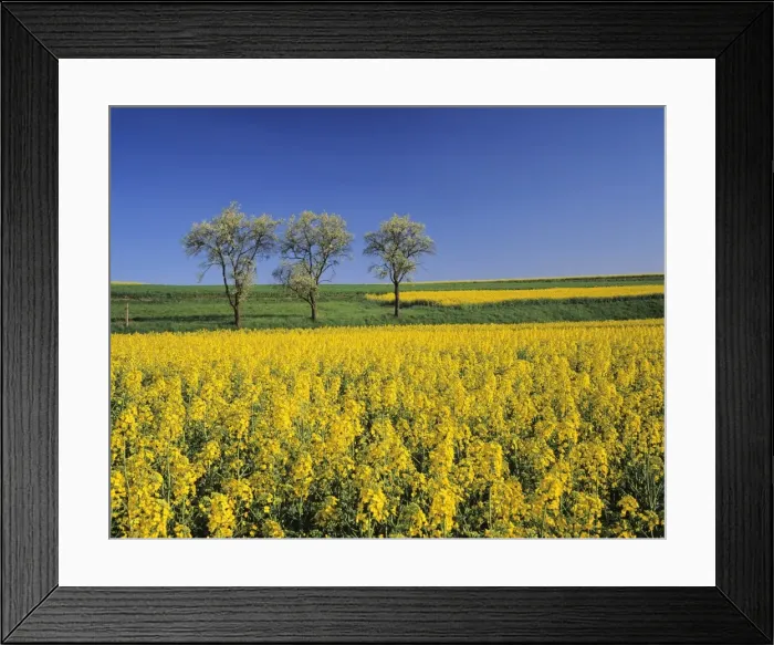 Framed Print : Fruit tree blossom and rape field in spring, Tubingen, Baden Wurttemberg, Germany, Europe Framed Print : Fruit tree blossom and rape field in spring, Tubingen, Baden Wurttemberg, Germany, Europe