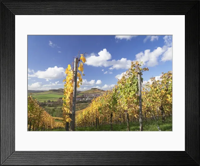Framed Print : Vineyards in autumn, Oberstenfeld, Ludwigsburg District, Baden Wurttemberg, Germany, Europe Framed Print : Vineyards in autumn, Oberstenfeld, Ludwigsburg District, Baden Wurttemberg, Germany, Europe