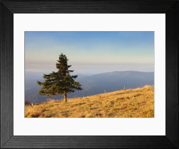Framed Print : Single tree, Belchen Mountain, Black Forest, Baden Wurttemberg, Germany, Europe Framed Print : Single tree, Belchen Mountain, Black Forest, Baden Wurttemberg, Germany, Europe