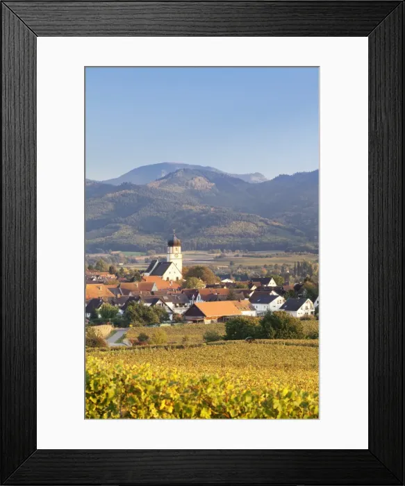 Framed Print : Vineyards in autumn, Ehrenkirchen, District Ehrenstetten, Markgrafler Land, Black Forest, Baden Wurttemberg, Germany, Europe