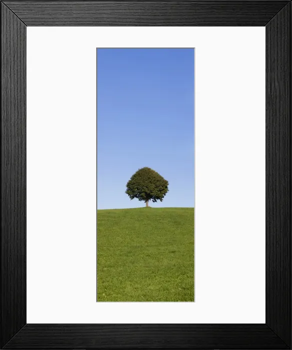 Framed Print : Single tree on a hill, Allgau, Swabia, Baden Wurttemberg, Germany, Europe Framed Print : Single tree on a hill, Allgau, Swabia, Baden Wurttemberg, Germany, Europe