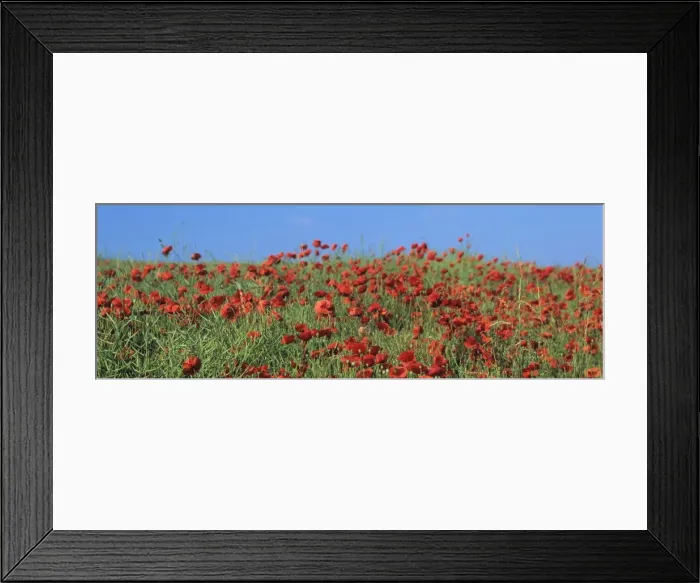 Framed Print : Field of poppies, Neresheim, Swabian Alb, Baden Wurttemberg, Germany, Europe Framed Print : Field of poppies, Neresheim, Swabian Alb, Baden Wurttemberg, Germany, Europe