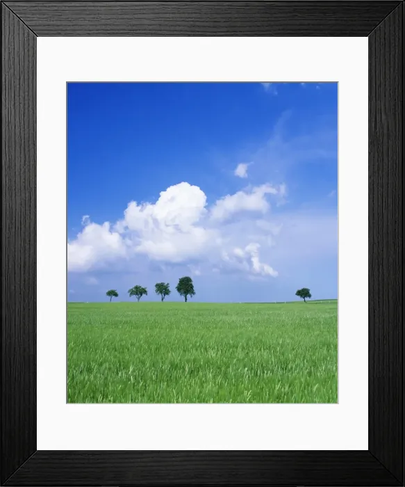 Framed Print : Trees on a cornfield, Hartsfeld, Swabian Alb, Baden Wurttemberg, Germany, Europe Framed Print : Trees on a cornfield, Hartsfeld, Swabian Alb, Baden Wurttemberg, Germany, Europe