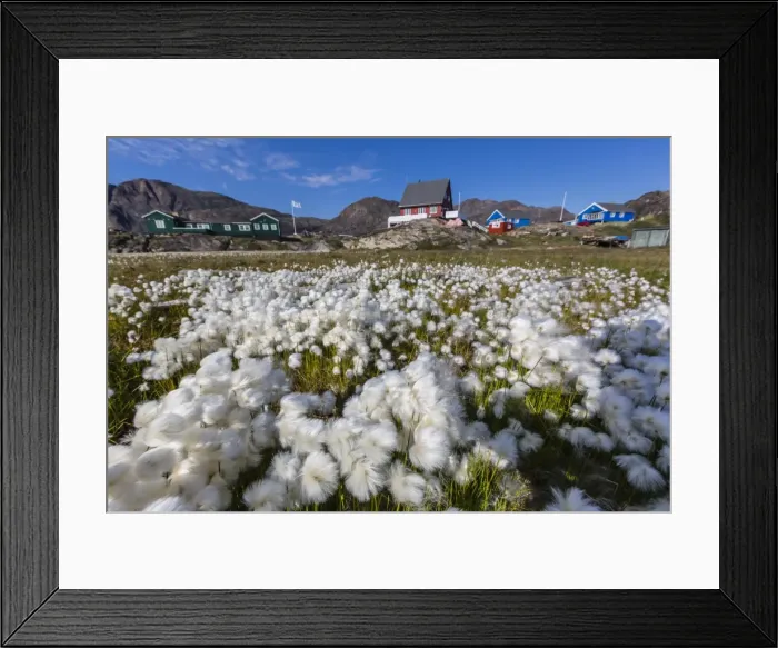 Framed Print : Arctic cotton grass (Eriophorum scheuchzeri) flowering in Sisimiut, Greenland, Polar Regions Framed Print : Arctic cotton grass (Eriophorum scheuchzeri) flowering in Sisimiut, Greenland, Polar Regions