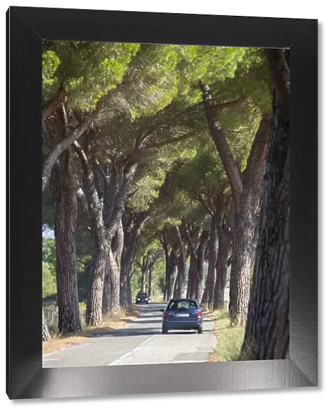 Pine tree lined road with car travelling along it, Tuscany, Italy, Europe
