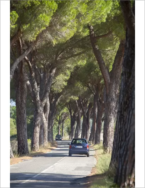 Pine tree lined road with car travelling along it, Tuscany, Italy, Europe