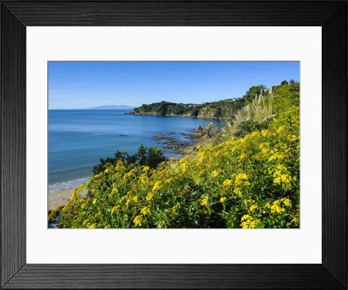 Framed Print : Blooming flowers over Oneroa beach, Waiheke Island, Hauraka Gulf, North Island, New Zealand, Pacific
