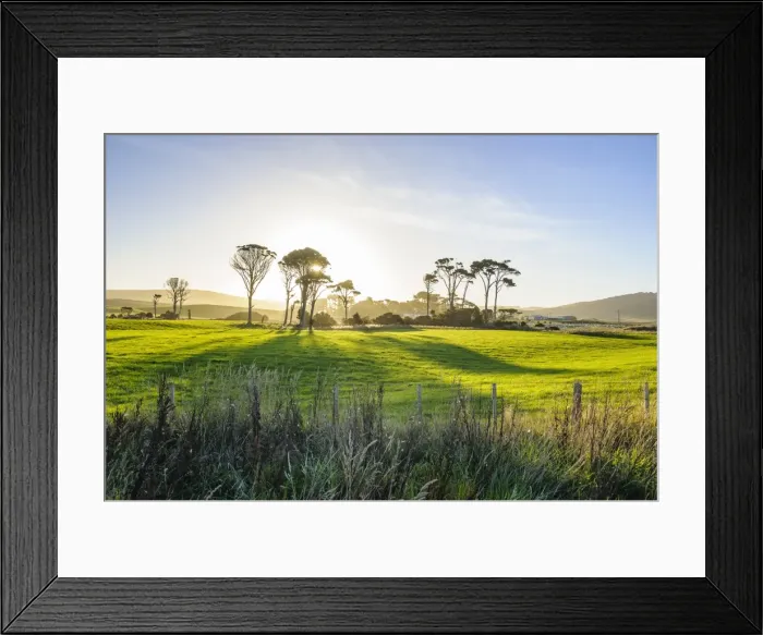 Framed Print : Backlit trees in green fields, the Catlins, South Island, New Zealand, Pacific Framed Print : Backlit trees in green fields, the Catlins, South Island, New Zealand, Pacific