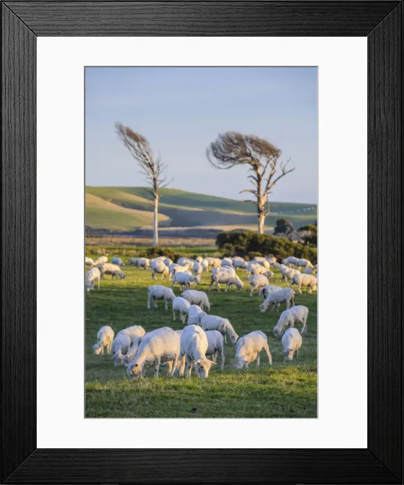 Framed Print : Sheep grazing in the green fields of the Catlins, South Island, New Zealand, Pacific Framed Print : Sheep grazing in the green fields of the Catlins, South Island, New Zealand, Pacific