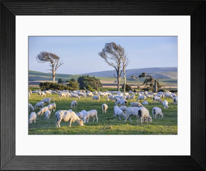 Framed Print : Sheep grazing in the green fields of the Catlins, South Island, New Zealand, Pacific Framed Print : Sheep grazing in the green fields of the Catlins, South Island, New Zealand, Pacific