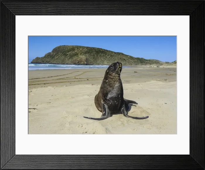 Framed Print : Hookers sea lion (Phocarctos hookeri), Cannibal Bay, the Catlins, South Island, New Zealand, Pacific Framed Print : Hookers sea lion (Phocarctos hookeri), Cannibal Bay, the Catlins, South Island, New Zealand, Pacific