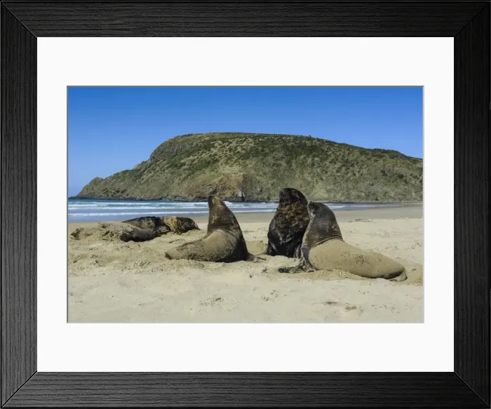 Framed Print : Hookers sea lions (Phocarctos hookeri) colony, Cannibal Bay, the Catlins, South Island, New Zealand, Pacific Framed Print : Hookers sea lions (Phocarctos hookeri) colony, Cannibal Bay, the Catlins, South Island, New Zealand, Pacific
