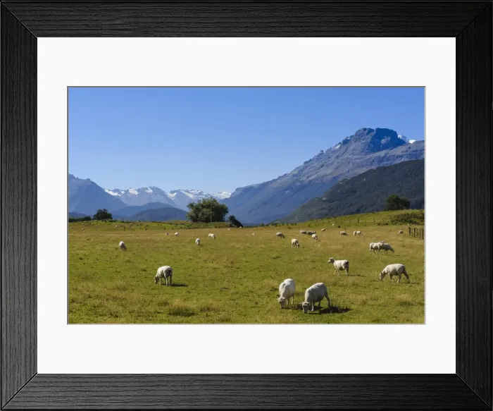 Framed Print : Sheep grazing on a green field, Rees Valley near Queenstown, Otago, South Island, New Zealand, Pacific Framed Print : Sheep grazing on a green field, Rees Valley near Queenstown, Otago, South Island, New Zealand, Pacific