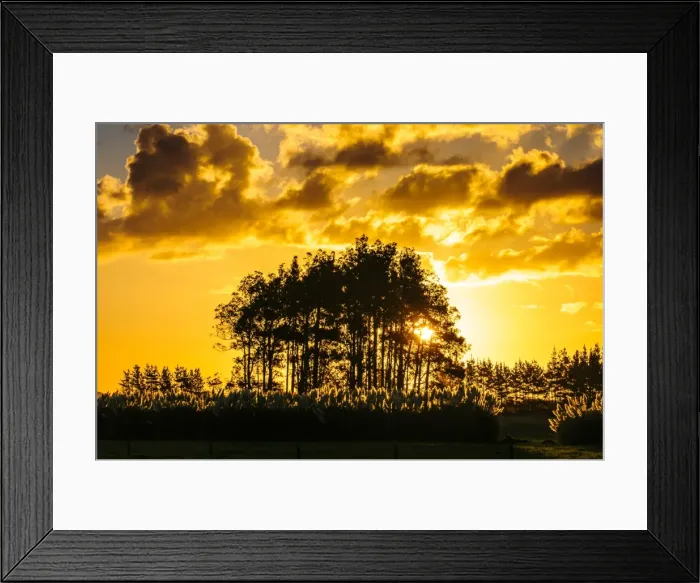 Framed Print : Beautiful sunset behind a bunch of trees, Northland, North Island, New Zealand, Pacific Framed Print : Beautiful sunset behind a bunch of trees, Northland, North Island, New Zealand, Pacific