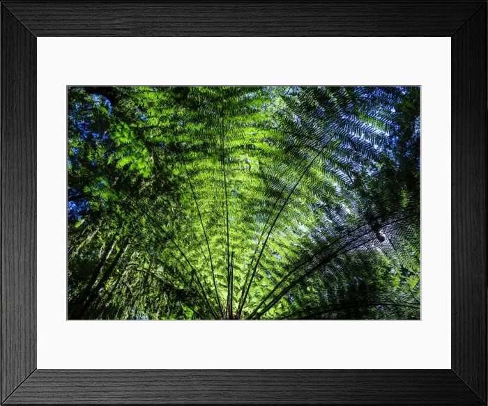 Framed Print : Oparara Basin, Karamea, West Coast, South Island, New Zealand, Pacific Framed Print : Oparara Basin, Karamea, West Coast, South Island, New Zealand, Pacific
