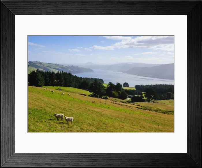 Framed Print : View over the Otago Peninsula, Otago, South Island, New Zealand, Pacific Framed Print : View over the Otago Peninsula, Otago, South Island, New Zealand, Pacific