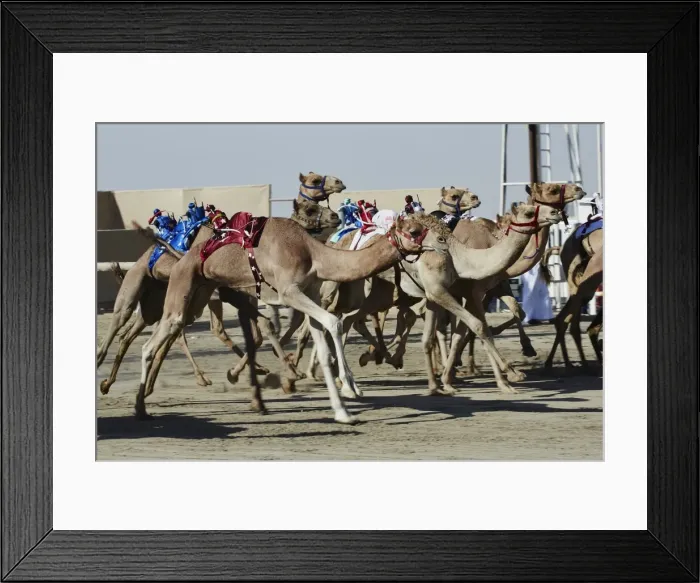 Framed Print : Camel racing at Al Shahaniya race track, 20km outside Doha, Qatar, Middle East