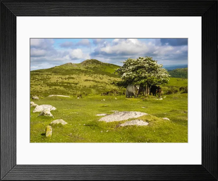 Framed Print : Dartmoor landscape near Fingle Bridge, Devon, England, United Kingdom, Europe Framed Print : Dartmoor landscape near Fingle Bridge, Devon, England, United Kingdom, Europe