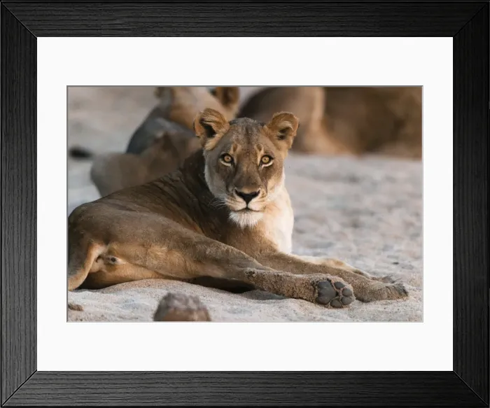 Framed Print : Lion (Panthera leo), Mala Mala Game Reserve, South Africa, Africa Framed Print : Lion (Panthera leo), Mala Mala Game Reserve, South Africa, Africa