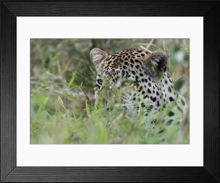 Framed Print : Leopard (Panthera pardus), Mala Mala Game Reserve, South Africa, Africa Framed Print : Leopard (Panthera pardus), Mala Mala Game Reserve, South Africa, Africa