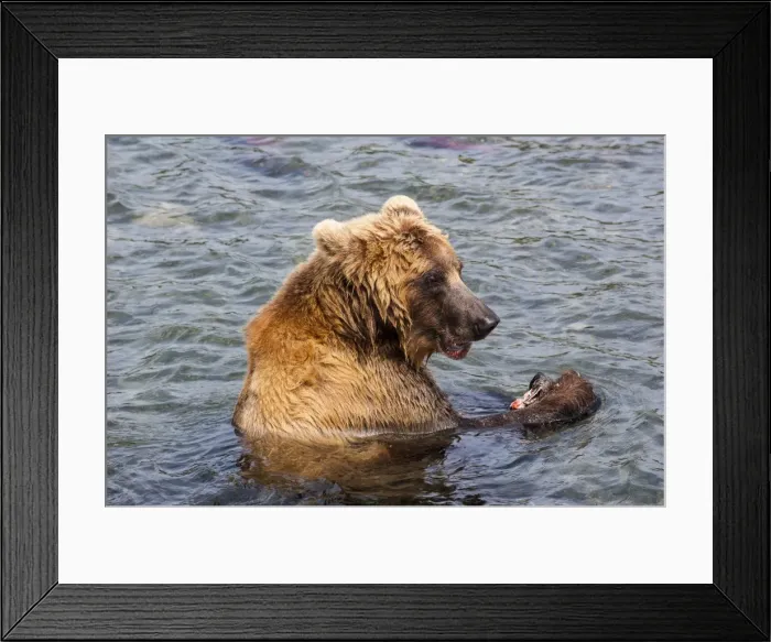 Framed Print : Kamchatka brown bear (Ursus arctos beringianus) eating salmon, Kurile Lake, Kamchatka, Russia, Eurasia Framed Print : Kamchatka brown bear (Ursus arctos beringianus) eating salmon, Kurile Lake, Kamchatka, Russia, Eurasia