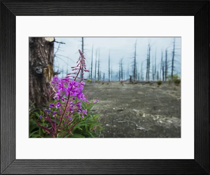 Framed Print : Flower blooming in a dead tree forest on the Tolbachik volcano, Kamchatka, Russia, Eurasia Framed Print : Flower blooming in a dead tree forest on the Tolbachik volcano, Kamchatka, Russia, Eurasia