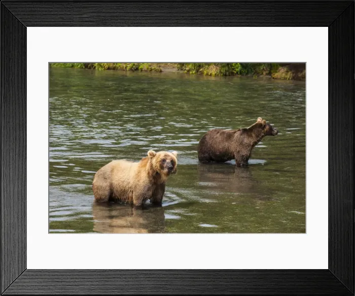 Framed Print : Kamchatka brown bears (Ursus arctos beringianus), Kurile Lake, Kamchatka, Russia, Eurasia Framed Print : Kamchatka brown bears (Ursus arctos beringianus), Kurile Lake, Kamchatka, Russia, Eurasia