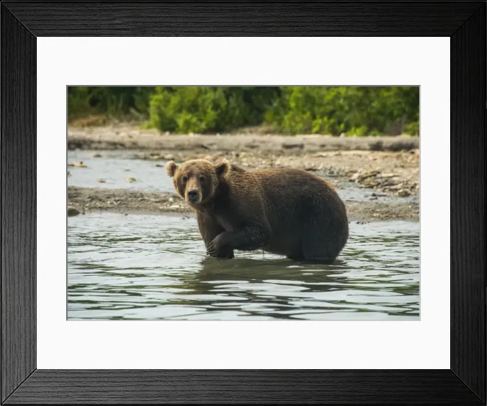 Framed Print : Kamchatka brown bear (Ursus arctos beringianus), Kurile Lake, Kamchatka, Russia, Eurasia Framed Print : Kamchatka brown bear (Ursus arctos beringianus), Kurile Lake, Kamchatka, Russia, Eurasia
