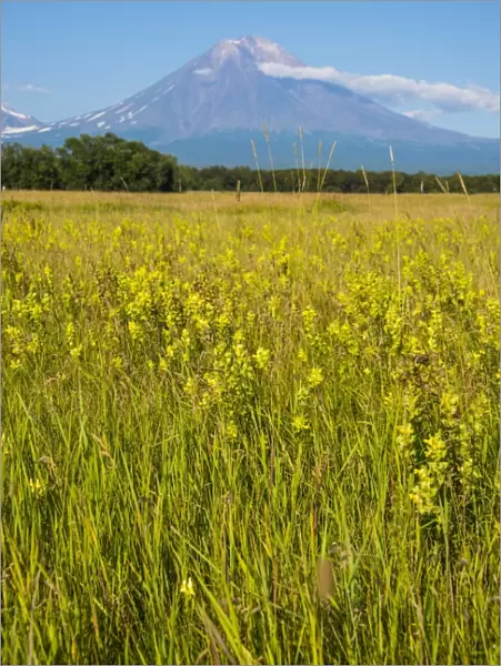Wild flower field and the Avachinskaya Sopka volcano near Petropavlovsk-Kamchatsky, Kamchatka, Russia, Eurasia