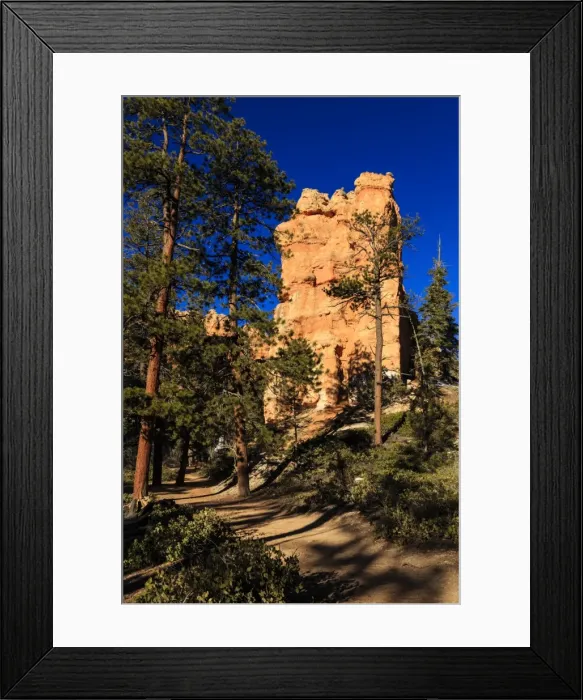 Framed Print : Rock and pine trees lit by early morning sun in winter, Queens Garden Connecting Trail, Bryce Canyon National Park, Utah, United States of America, North America Framed Print : Rock and pine trees lit by early morning sun in winter, Queens Garden Connecting Trail, Bryce Canyon National Park, Utah, United States of America, North America