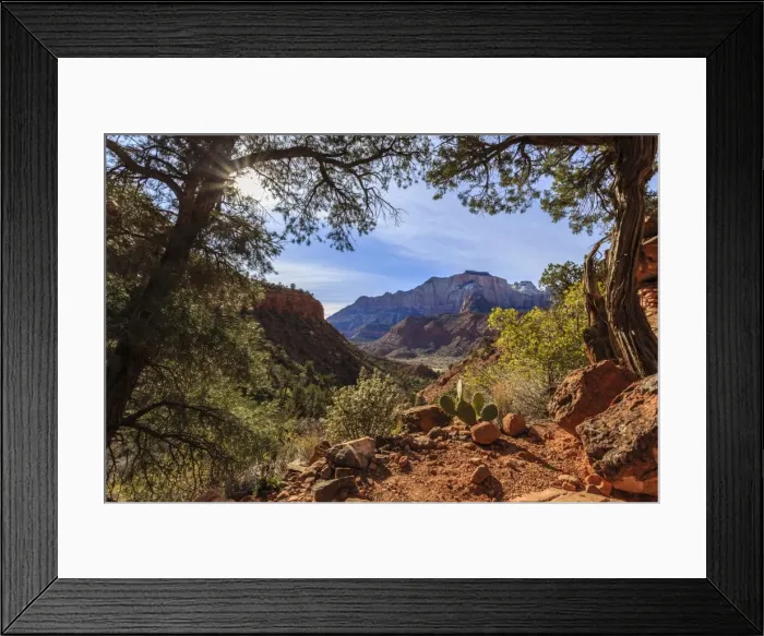 Framed Print : Canyon Pines, pine trees frame a view from the base of Bridge Mountain, Watchman Trail, Zion National Park, Utah, United States of America, North America Framed Print : Canyon Pines, pine trees frame a view from the base of Bridge Mountain, Watchman Trail, Zion National Park, Utah, United States of America, North America