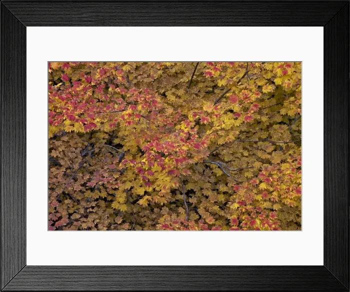 Framed Print : Vine maple (Acer circinatum) in the fall, Mount Hood National Forest, Oregon, United States of America, North America Framed Print : Vine maple (Acer circinatum) in the fall, Mount Hood National Forest, Oregon, United States of America, North America