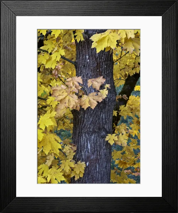 Framed Print : Bigleaf maple (Oregon maple) (Acer macrophyllum) in the fall, Mount Hood National Forest, Oregon, United States of America, North America