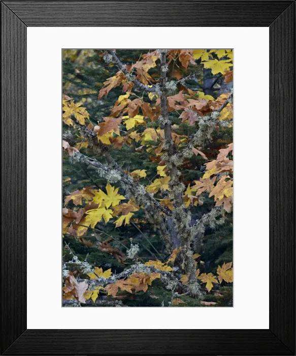 Framed Print : Bigleaf maple (Oregon maple) (Acer macrophyllum) in the fall, Mount Hood National Forest, Oregon, United States of America, North America Framed Print : Bigleaf maple (Oregon maple) (Acer macrophyllum) in the fall, Mount Hood National Forest, Oregon, United States of America, North America