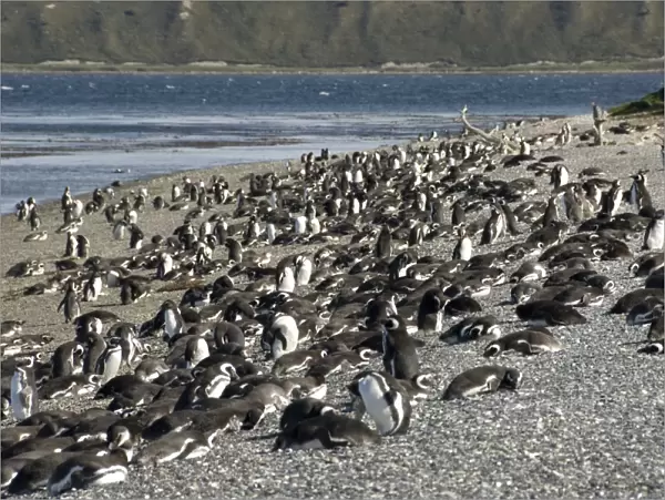 Magellanic penguins (Spheniscus magellanicus), Isla Martillo, Ushuaia, Beagle Channel, Tierra del Fuego, Argentina, South America