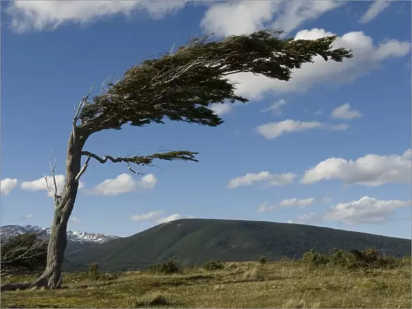 Tree distorted by winds of the Roaring Forties, Harberton, Ushuaia, Beagle Channel, Tierra del Fuego, Argentina, South America