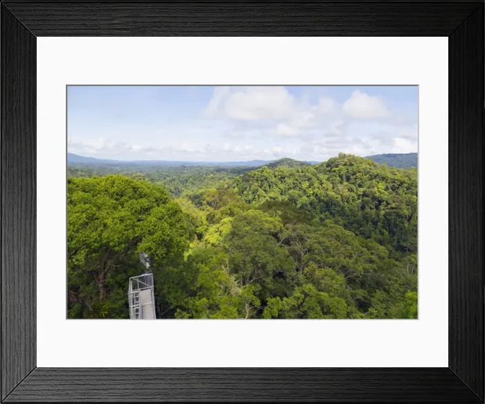 Framed Print : Canopy walk, Ula Temburong National Park, Brunei, Borneo, Southeast Asia, Asia Framed Print : Canopy walk, Ula Temburong National Park, Brunei, Borneo, Southeast Asia, Asia