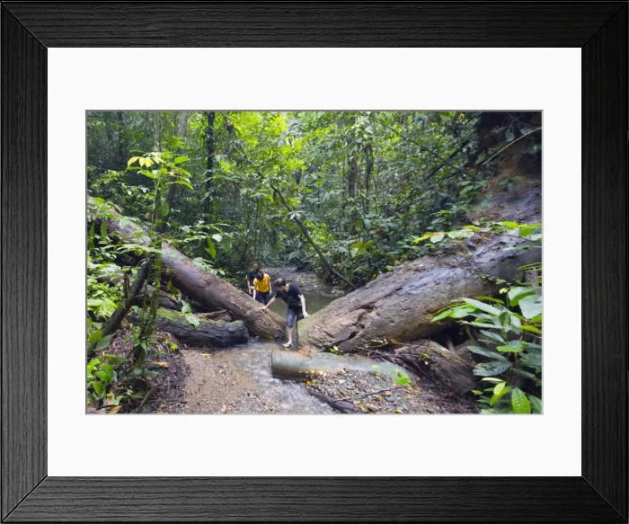 Framed Print : Ula Temburong National Park, Brunei, Borneo, Southeast Asia, Asia Framed Print : Ula Temburong National Park, Brunei, Borneo, Southeast Asia, Asia