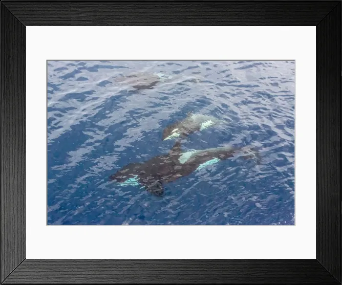 Framed Print : A small pod of curious killer whales (Orcinus orca) off the Cumberland Peninsula, Baffin Island, Nunavut, Canada, North America Framed Print : A small pod of curious killer whales (Orcinus orca) off the Cumberland Peninsula, Baffin Island, Nunavut, Canada, North America